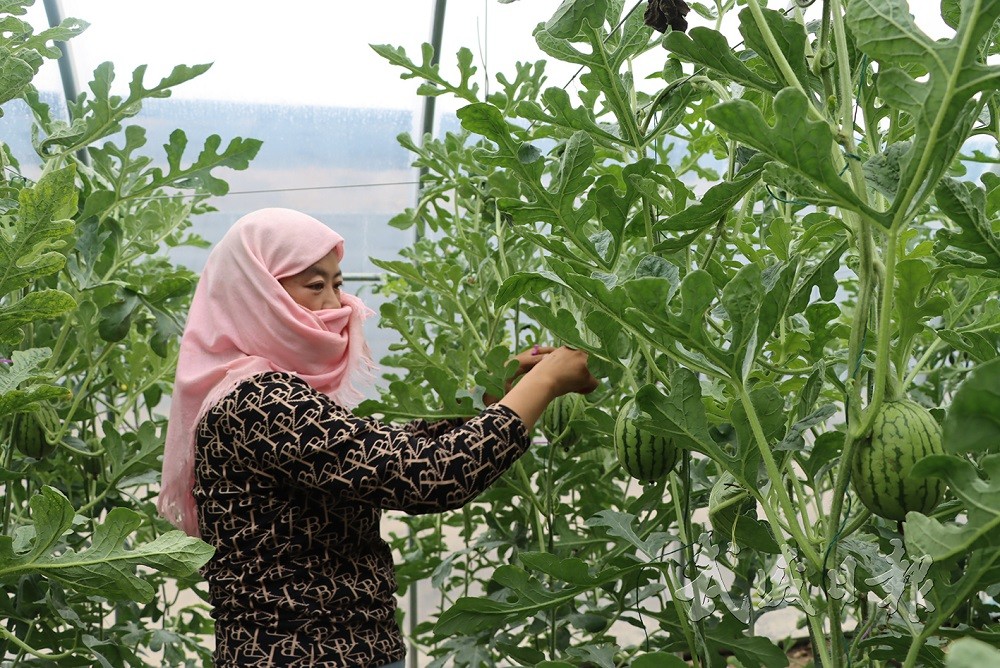 1762566542446973.jpg 圖一.jpg